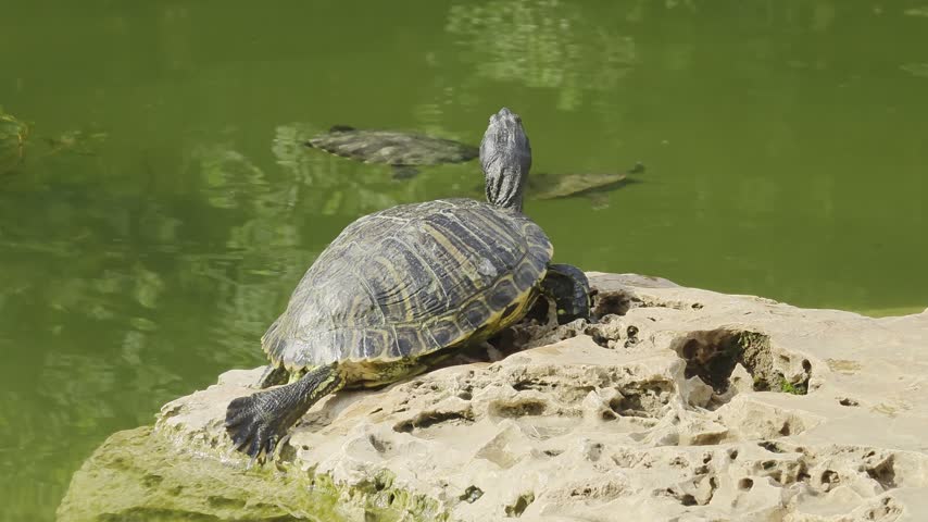 Pond turtle resting on a rock in a sunny pond with another turtle swimming in background.