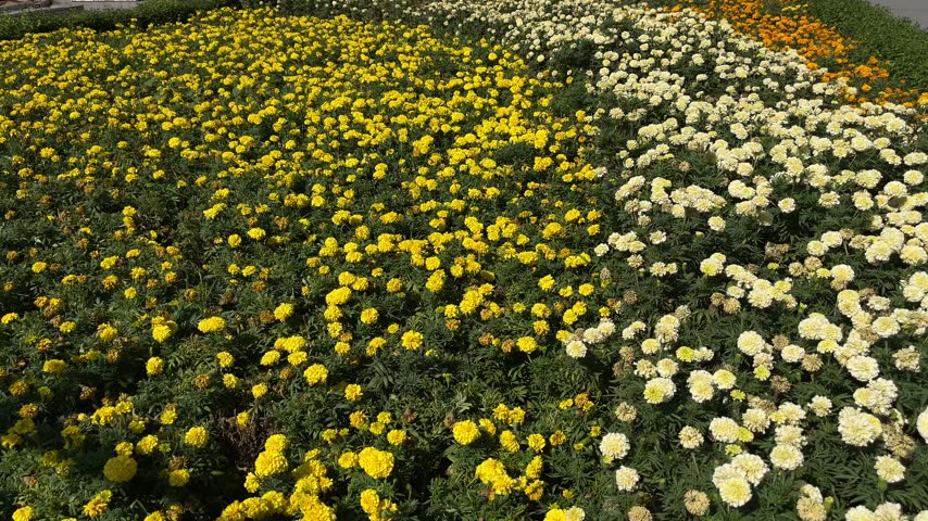 Colorful Yellow and Orange Flowers Surrounded by Green Grass