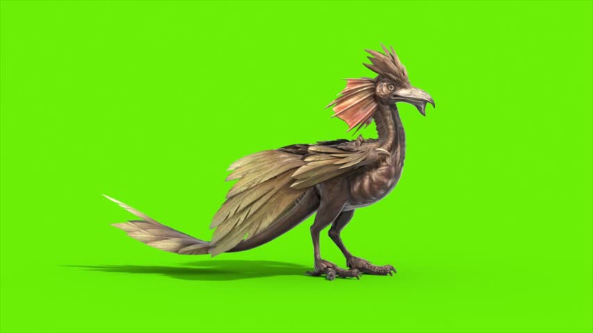 Green Screen Archaeopteryx Roar Loop Side Dinoasaurs 3D Rendering Animation CGI 4K