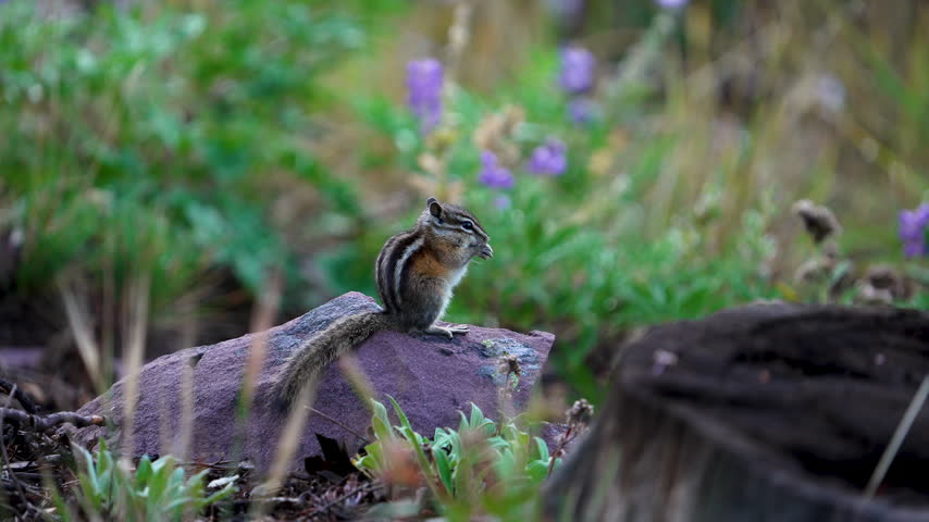Chipmunk sitting on a rock in the wilderness as it is eating in the Utah wilderness.