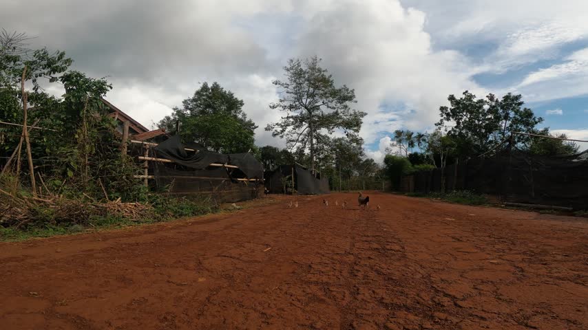 Free-Range Chickens Outside a Rural Home in Laos