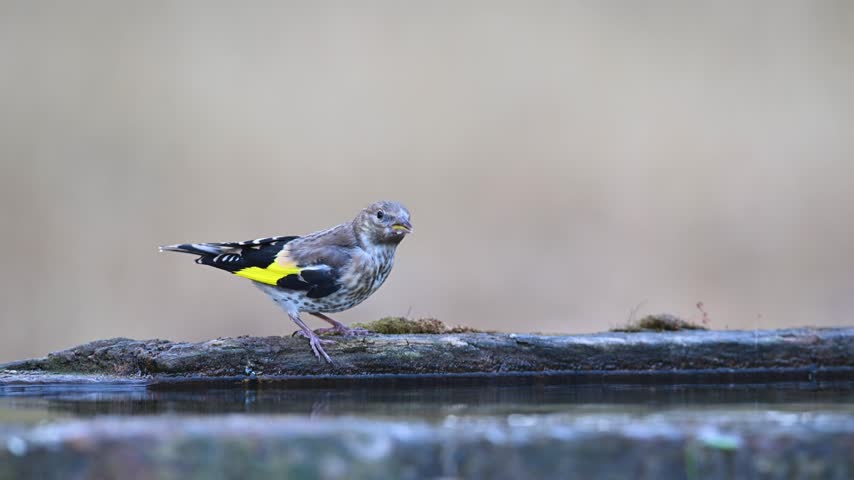 A young European Goldfinch (Carduelis carduelis) drinking water from a wooden trough while looking around in the wild.