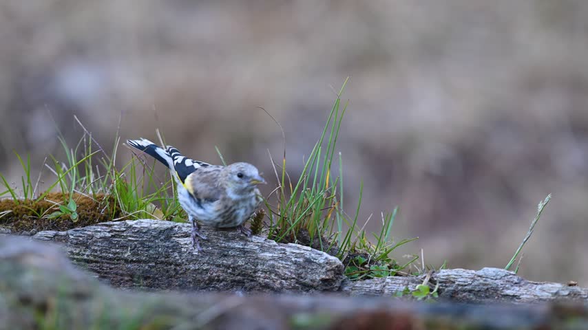A young European Goldfinch (Carduelis carduelis) drinking water from a natural pool while perched on a mossy log.