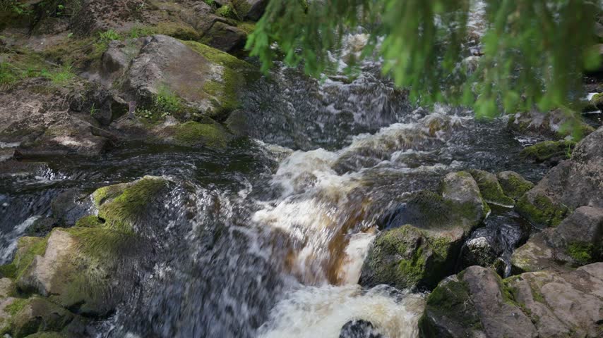 Low view shows forest stream surging through rocky creek bed, textured wet stones, mossy surfaces, soft daylight, earthy tones, and calm wilderness setting with visible flow and natural motion