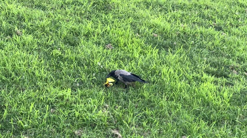 Black Crow Pecking and Eating Food on Green Grass
A black crow walks across a lush green lawn, pecking at the ground and eating small pieces of food in a peaceful outdoor environment.