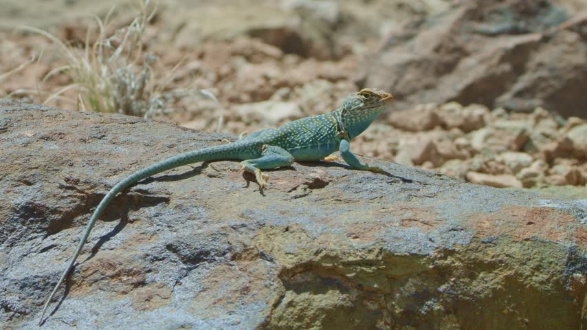 Eastern collared lizard basking on rock in desert landscape during sunny day.