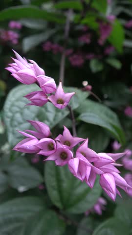 A 4k vertical frame video showing a cluster of star-shaped pale pink flowers from the Miss Makan Betel vine or Clerodendrum × speciosum or Clerodendrum variety, which has green leaves in the background, this flower is a vine that can live in tropical areas