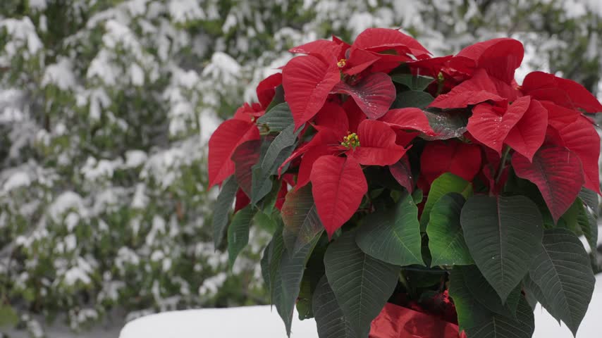 Red poinsettia plant outdoors in snow with winter evergreen trees in background.