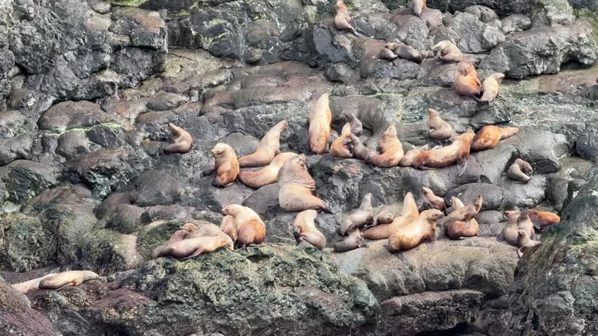A large group of seals resting and drying on rocks