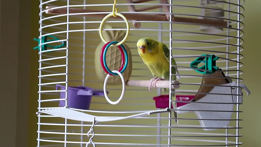 Yellow budgerigar going out of his cage.