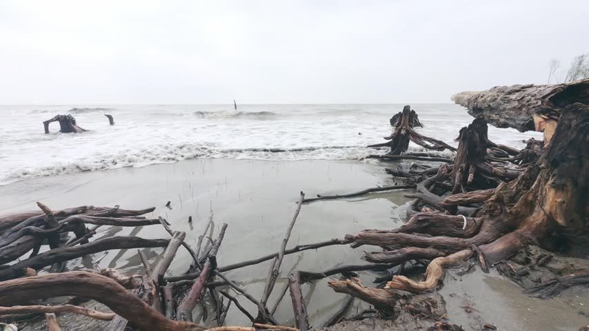 Eroded tree skeletons on boneyard beach during tidal activity due to storm and erosion, Sundarbans delta, Static shot