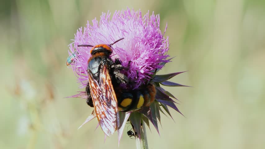 Mammoth wasp feeding on a vibrant purple thistle blossom in a sunny field.