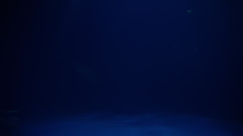 Large giant sea bass glides past camera in a dim, blue-lit aquarium tank, its silhouette emerging from murky water. Marine science content, ocean conservation education, moody underwater backdrops.