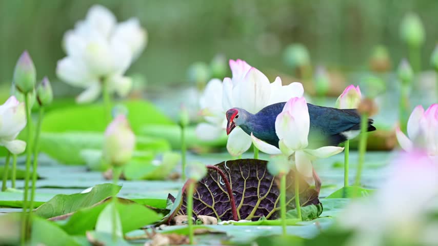 A striking nature stock clip capturing a serene moment in a freshwater lake, emphasizing the bird