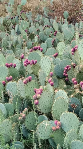 Prickly pears on a cactus