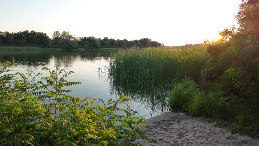 Peaceful river landscape at golden hour sunset with tall green reeds and beautiful tree reflections on calm water. Green algae bloom on the surface highlighting environmental ecological issues. Presenting a stunningly deep and atmospheric river landscape captured during the magical golden hour. The soft, warm rays of the setting sun gently illuminate the tall, lush green reeds lining the shore, creating an initial sense of absolute tranquility and seclusion. The mirror-like surface of the calm water flawlessly reflects the dark silhouettes of sprawling trees and the picturesque evening sky, painted in golden-orange tones.
However, beneath this mesmerizing idyllic scene lies an important and alarming undertone. The water