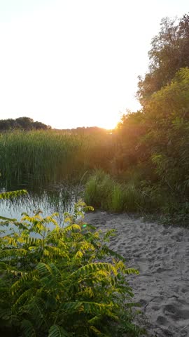 Peaceful river landscape at golden hour sunset with tall green reeds and beautiful tree reflections on calm water. Green algae bloom on the surface highlighting environmental ecological issues. Presenting a stunningly deep and atmospheric river landscape captured during the magical golden hour. The soft, warm rays of the setting sun gently illuminate the tall, lush green reeds lining the shore, creating an initial sense of absolute tranquility and seclusion. The mirror-like surface of the calm water flawlessly reflects the dark silhouettes of sprawling trees and the picturesque evening sky, painted in golden-orange tones.
However, beneath this mesmerizing idyllic scene lies an important and alarming undertone. The water