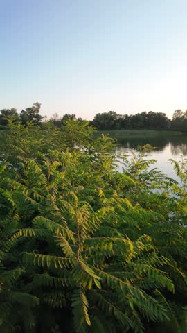 Peaceful river landscape at golden hour sunset with tall green reeds and beautiful tree reflections on calm water. Green algae bloom on the surface highlighting environmental ecological issues. Presenting a stunningly deep and atmospheric river landscape captured during the magical golden hour. The soft, warm rays of the setting sun gently illuminate the tall, lush green reeds lining the shore, creating an initial sense of absolute tranquility and seclusion. The mirror-like surface of the calm water flawlessly reflects the dark silhouettes of sprawling trees and the picturesque evening sky, painted in golden-orange tones.
However, beneath this mesmerizing idyllic scene lies an important and alarming undertone. The water