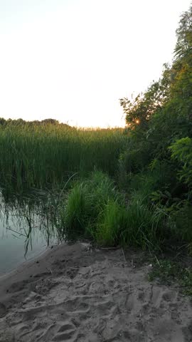 Peaceful river landscape at golden hour sunset with tall green reeds and beautiful tree reflections on calm water. Green algae bloom on the surface highlighting environmental ecological issues. Presenting a stunningly deep and atmospheric river landscape captured during the magical golden hour. The soft, warm rays of the setting sun gently illuminate the tall, lush green reeds lining the shore, creating an initial sense of absolute tranquility and seclusion. The mirror-like surface of the calm water flawlessly reflects the dark silhouettes of sprawling trees and the picturesque evening sky, painted in golden-orange tones.
However, beneath this mesmerizing idyllic scene lies an important and alarming undertone. The water