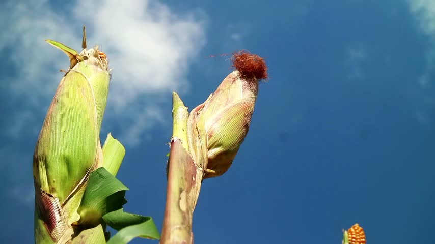 A low-angle shot of two ears of corn on the stalk, set against a background of blue sky and moving clouds.