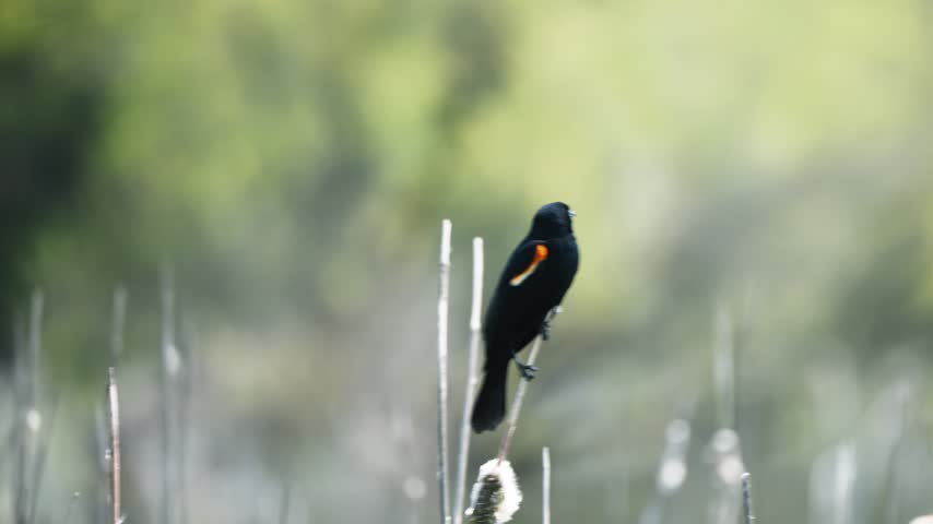 Red-winged blackbird perched atop cattails in a peaceful wetland marsh habitat, swaying back and forth