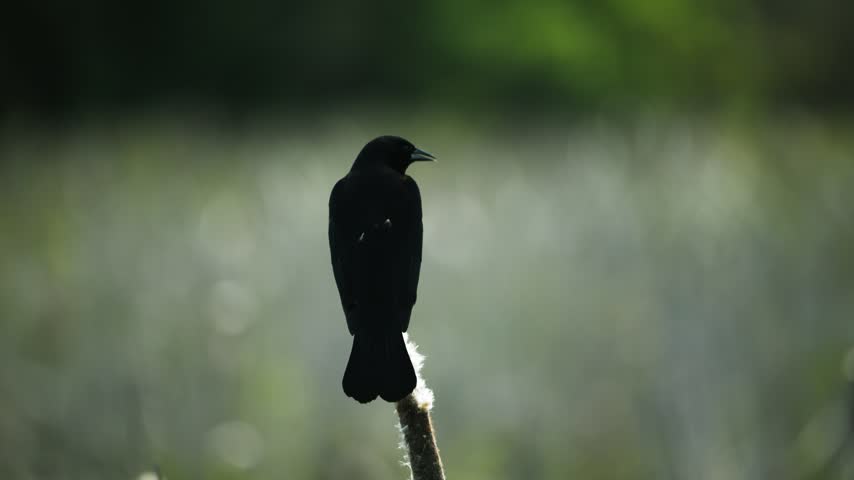 Rear overview of red-winged blackbird perched on cattail in marsh at Ridgefield Refuge