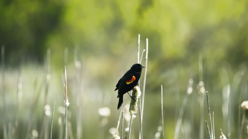 Red-winged blackbird perched on a cattail in a quiet marsh at Ridgefield Refuge