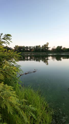 Peaceful river landscape at golden hour sunset with tall green reeds and beautiful tree reflections on calm water. Green algae bloom on the surface highlighting environmental ecological issues. Presenting a stunningly deep and atmospheric river landscape captured during the magical golden hour. The soft, warm rays of the setting sun gently illuminate the tall, lush green reeds lining the shore, creating an initial sense of absolute tranquility and seclusion. The mirror-like surface of the calm water flawlessly reflects the dark silhouettes of sprawling trees and the picturesque evening sky, painted in golden-orange tones.
However, beneath this mesmerizing idyllic scene lies an important and alarming undertone. The water