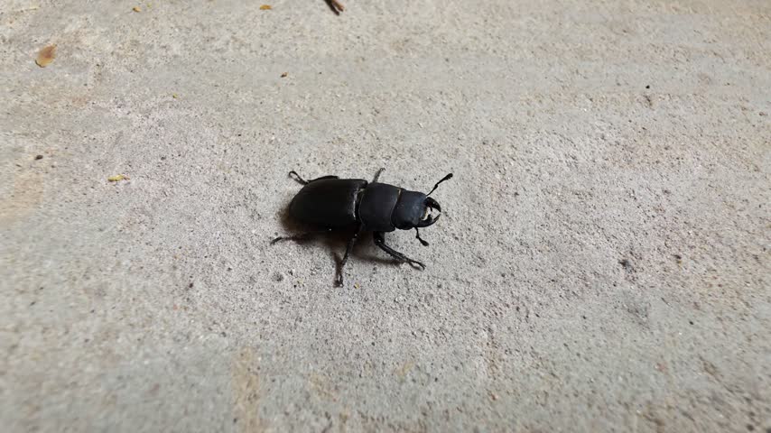 Black stag beetle crawling rough concrete ground. Body reflects light, showcasing hard shell, powerful mandibles. Creature moves slowly dim lighting, close up view provides detail.