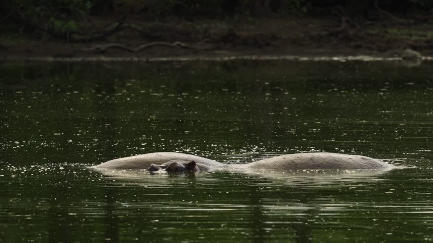 Two hippos relax partially submerged in the water in Kruger National Park, South Africa, with only their broad backs, eyes, and parts of their heads visible above the surface.