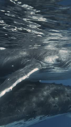 Majestic Humpback Whales in tropical clear water around the islands of Tahiti. Mother and calf are getting very close