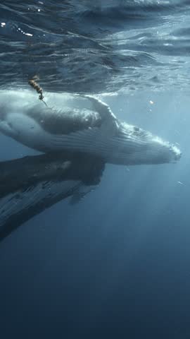 Close shot of Majestic Humpback Whales in tropical clear water around the islands of Tahiti. Mother and calf playing