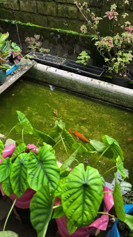 A bright orange koi fish swims in a green algae-filled outdoor garden pond surrounded by lush tropical potted plants and taro leaves. white dragonfly seen flying above it