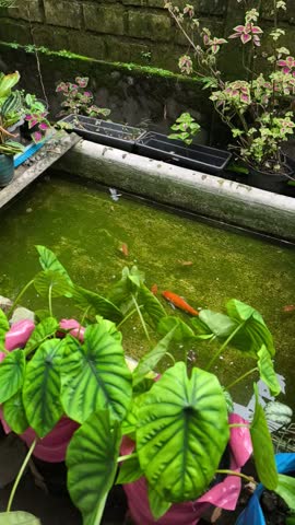 A bright orange koi fish swims in a green algae-filled outdoor garden pond surrounded by lush tropical potted plants and taro leaves. white dragonfly seen flying above it