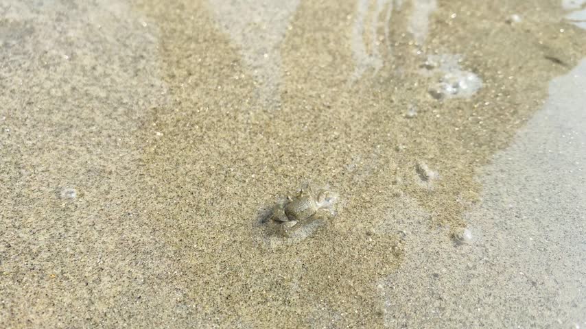 Small Ghost crab moving slowly on sandy beach in coastal habitat with water wave.