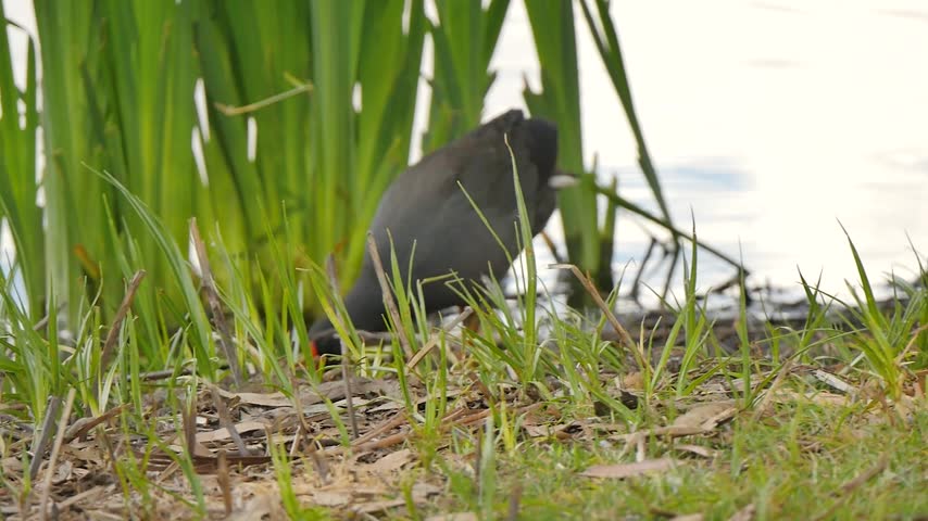 Swamphen bird near the reeds