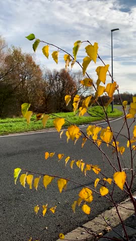 A close-up vertical shot of a young birch branch with bright yellow leaves swaying gently in the autumn breeze