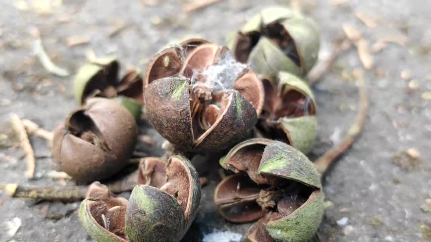 Cracked Open Woody Seed Pods with Spider Silk on Damp Forest Floor Close Up
Macro video clip of dried brown and green seed capsules split open on dark wet soil. Also called woody fruit or seed husks. Empty pods showing inner texture. Fine spider web silk visible inside one pod. Natural forest floor detail after seeds dispersed.
