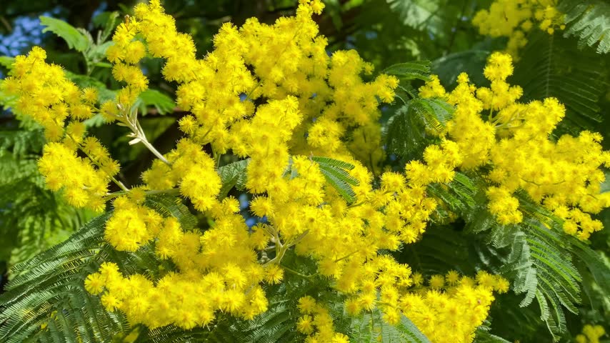 Bright yellow flowers appear on trees during a sunny day in a garden. Green leaves surround the flowers. Many bees are busy collecting nectar.