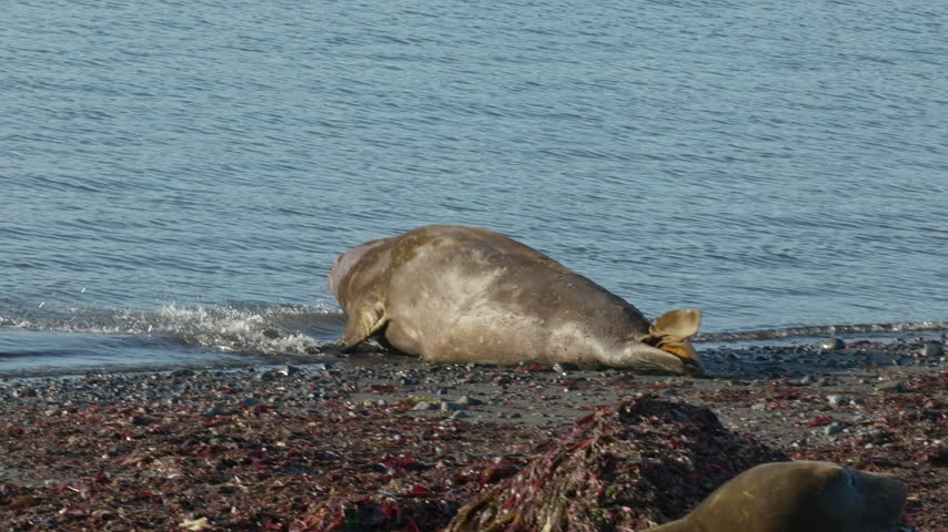 Southern elephant seal entering the ocean