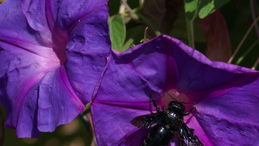 Black carpenter bee pollinating purple morning glory flower