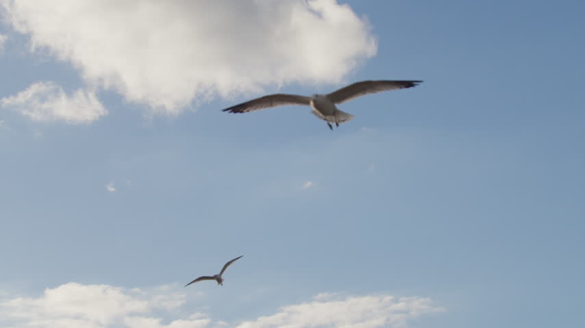 Two seagulls wheel and dive against a bright blue sky scattered with cumulus cloud, one banking sharply across the frame with sunlight on its wings.