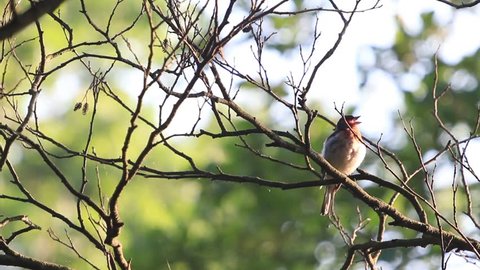 Beautiful little bird singing in the morning. Full HD footage of little nightingale.