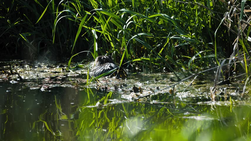 North American beaver beside marsh grasses in shallow water at Ridgefield Refuge
