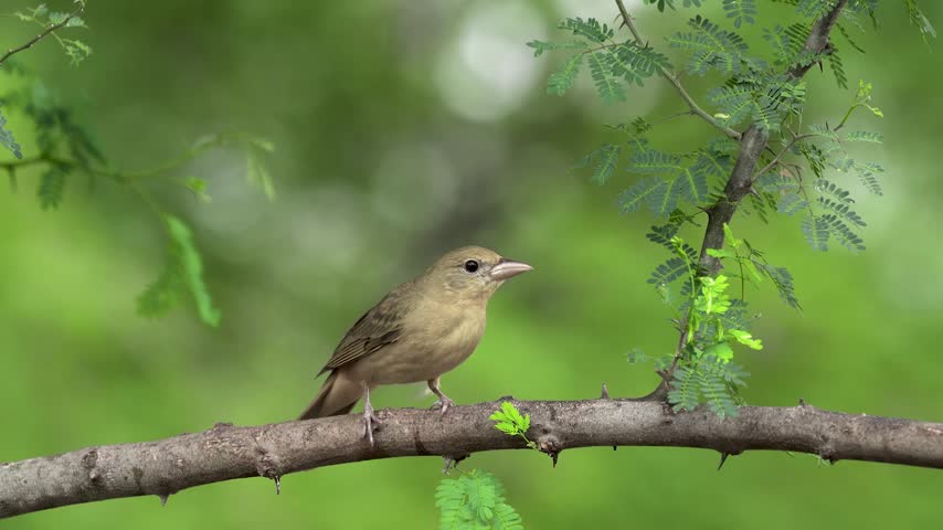 A female Summer Tanager (Piranga rubra) perched on a branch in Texas.