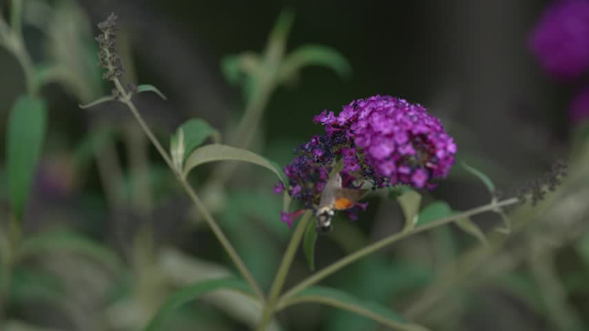 A hummingbird-like hawk moth drinks nectar from flowers. A macro photo of a hawk moth hovering in midair, drinking nectar from purple buddleia flowers with its long proboscis.