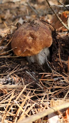 An edible small mushroom is hiding under the tree
