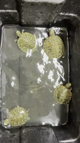 Baby turtle coming out of the water