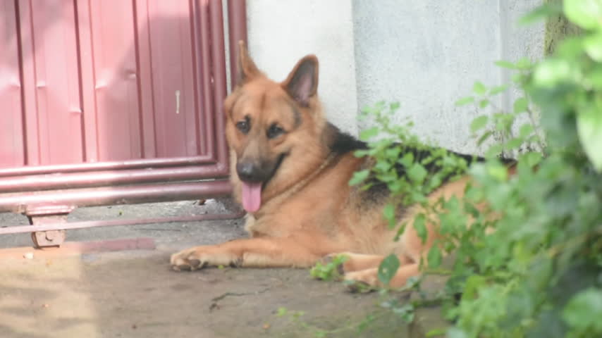 German Shepherd Dog, Kelaniya, Sri Lanka.