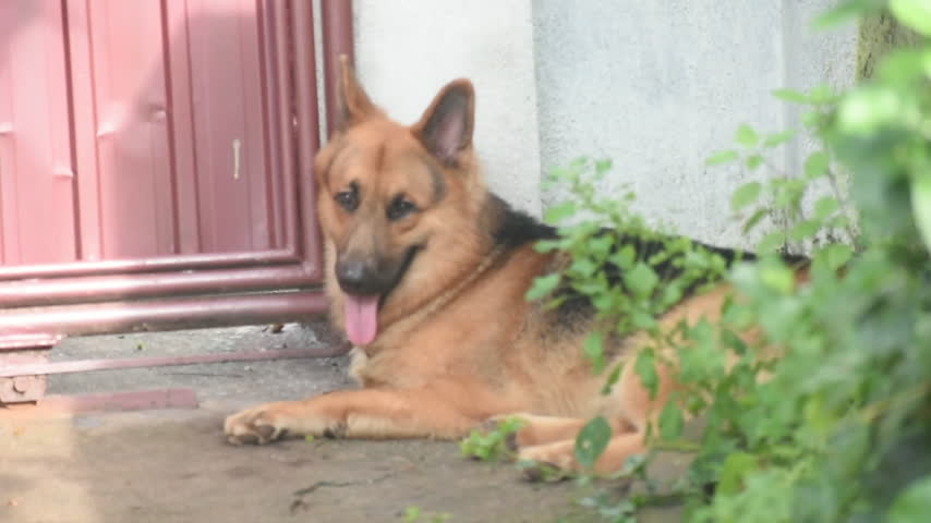 German Shepherd Dog, Kelaniya, Sri Lanka.